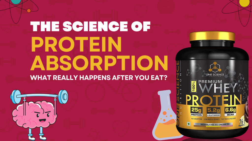 Protein absorption